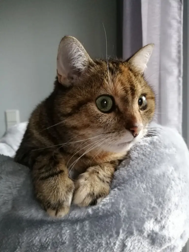 Condolence image of Daniela