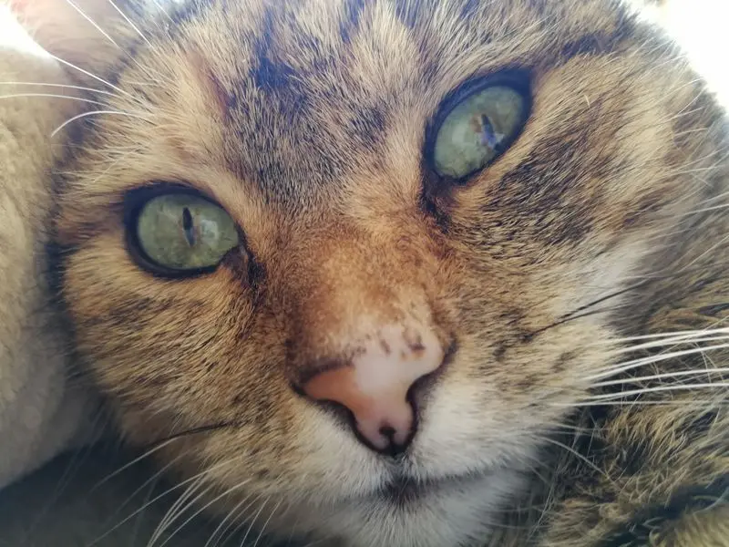 Condolence image of Daniela