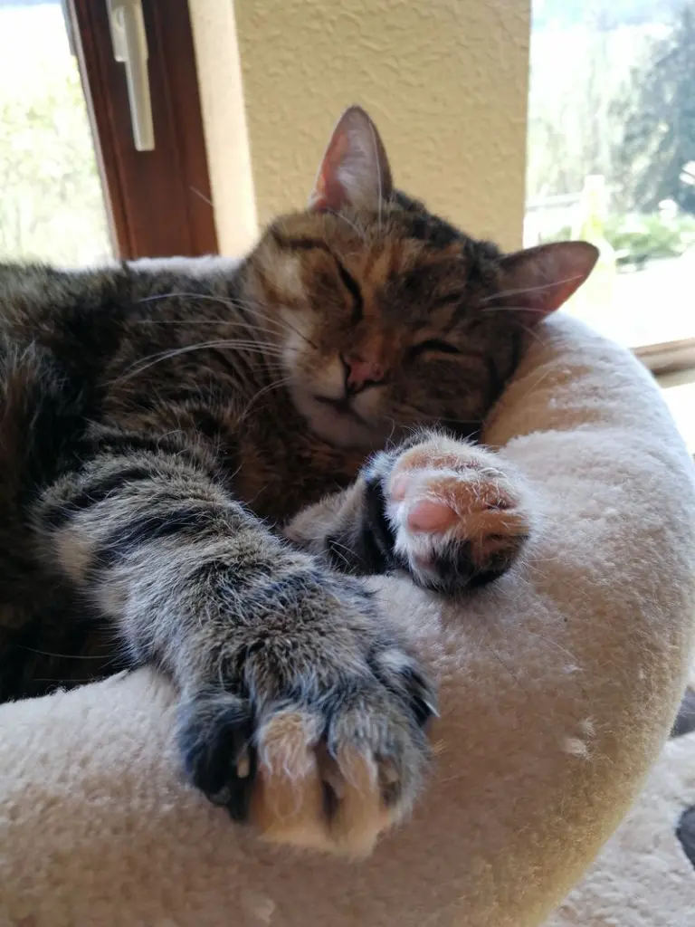 Condolence image of Daniela