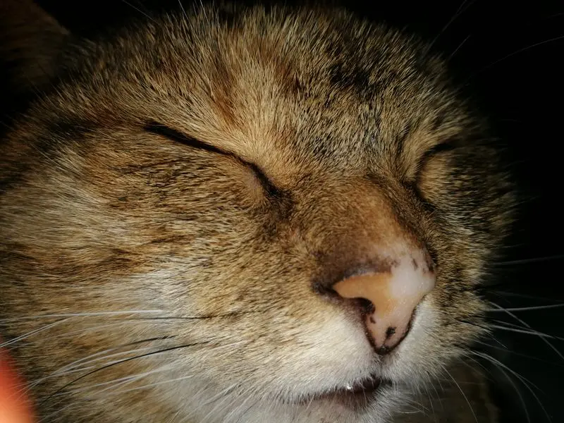 Condolence image of Daniela