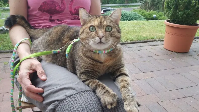 Condolence image of Daniela