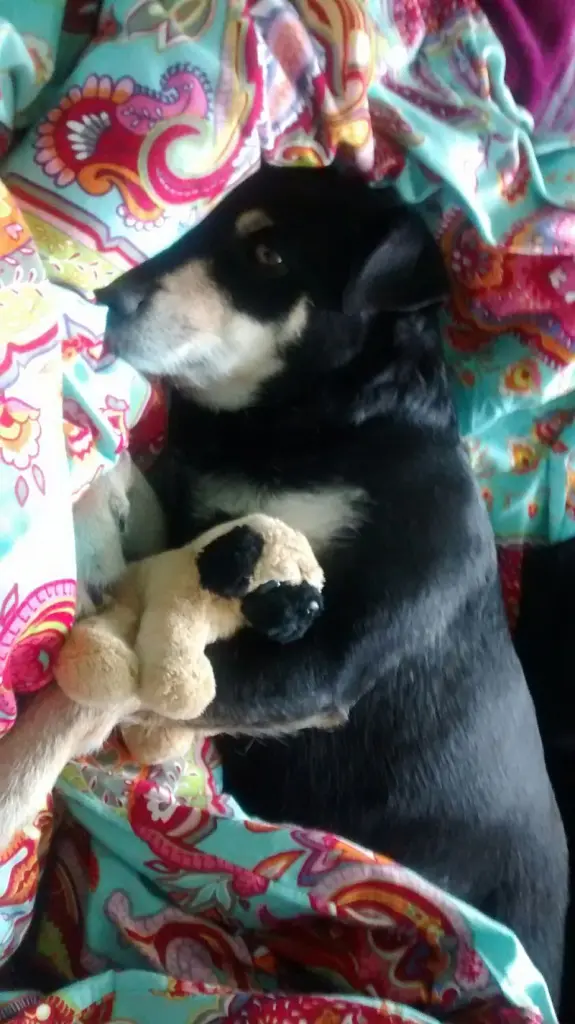 Condolence image of Sandra mit Noa und Sam im Herzen