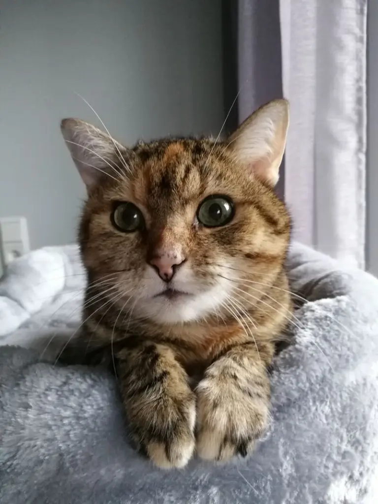 Condolence image of für mein Engelchen Pauline ♥️