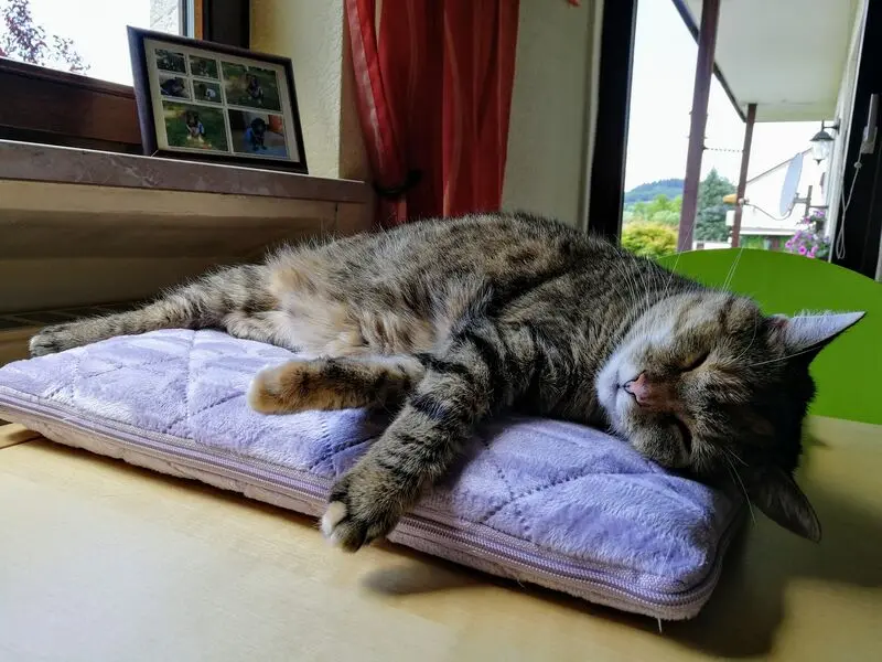 Condolence image of Daniela für mein Engelchen Pauline ♥️