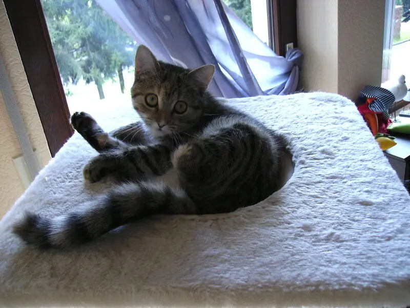 Condolence image of für mein geliebtes Engelchen Pauline ♥️