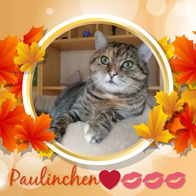 Condolence image of Fur Paulinchen❤️