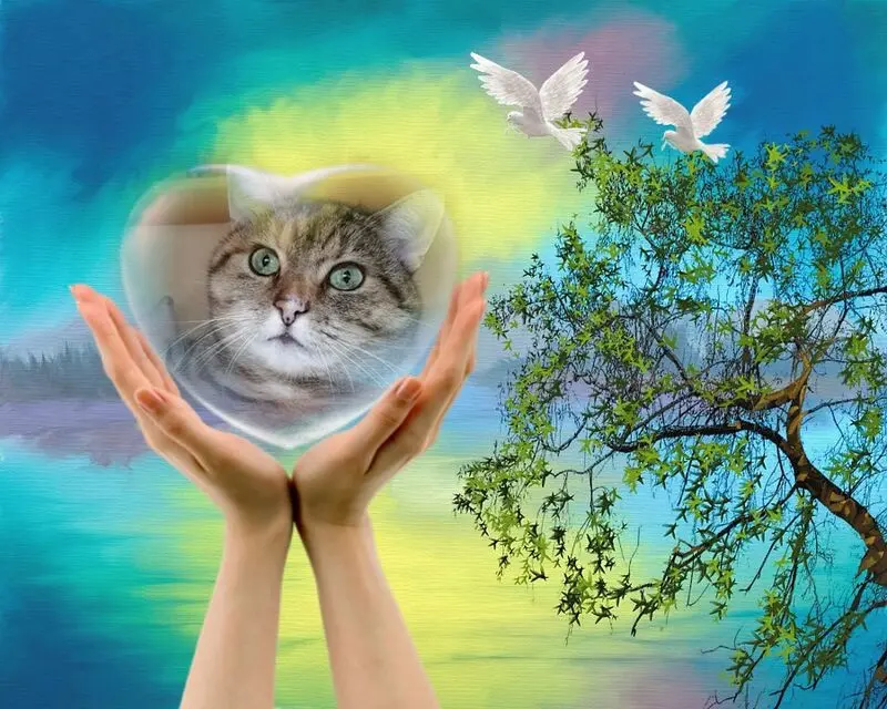 Condolence image of Fur Paulinchen❤️