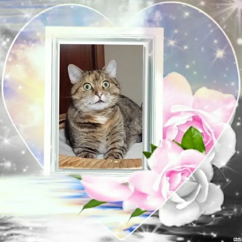 Condolence image of Sternchenpost ⭐