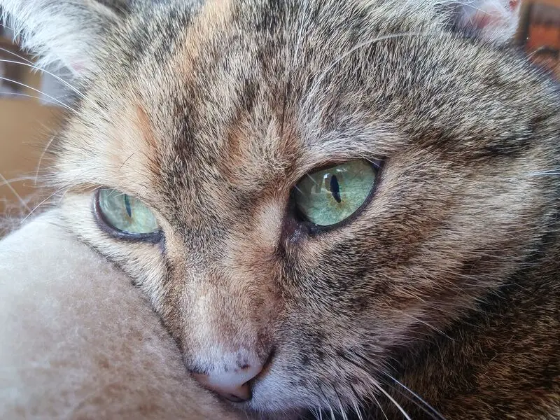 Condolence image of für unser geliebtes Engelchen Pauline ♥️