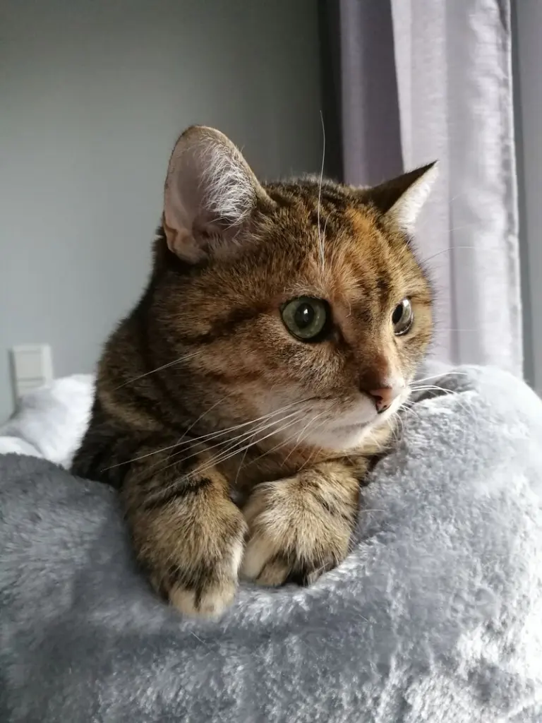 Condolence image of für mein geliebtes Engelchen Pauline ♥️