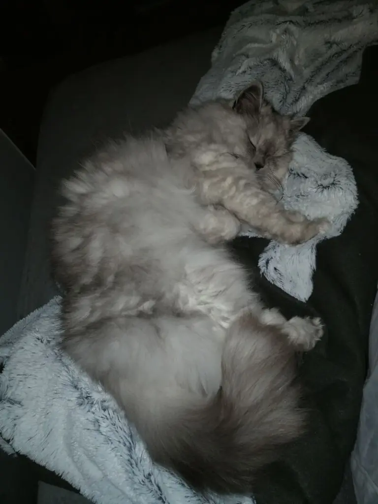 Condolence image of für unser geliebtes Engelchen Pauline ♥️