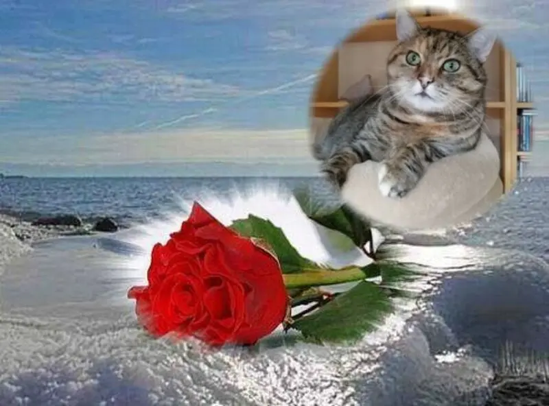 Condolence image of Fur Liebe❤️❤️❤️❤️❤️❤️Paulinchen❤️