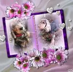 Condolence image of Christine mit Amy tief im Herzen(verst.13.11.2020)