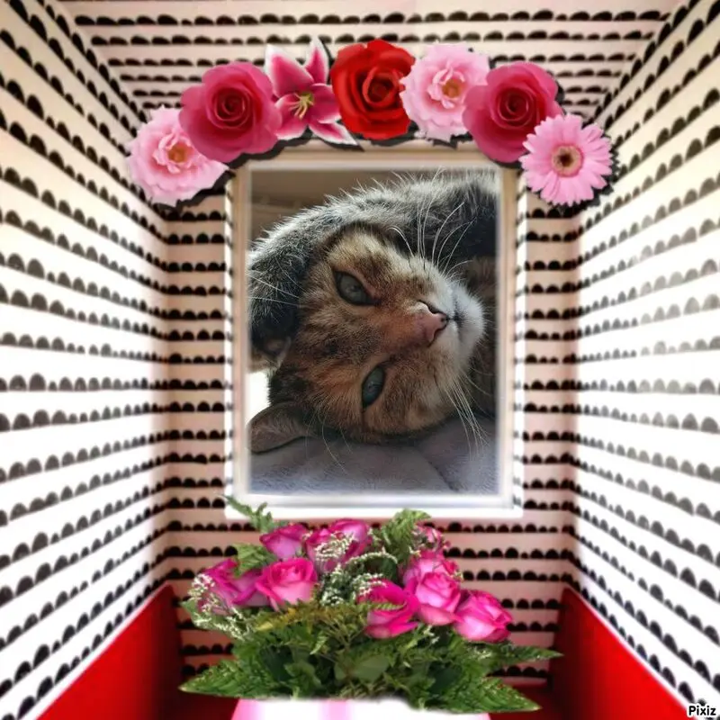 Condolence image of Tanja mit Timmy im Herzen 