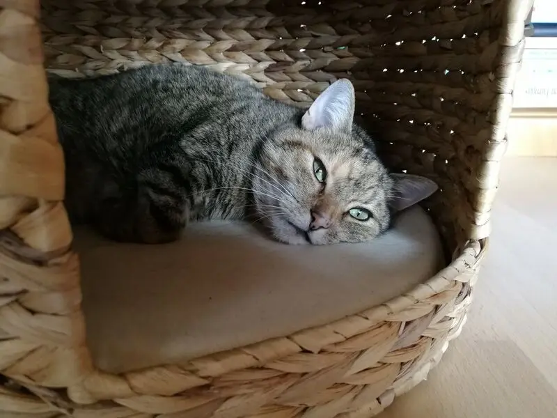 Condolence image of für mein geliebtes Engelchen Pauline ♥️