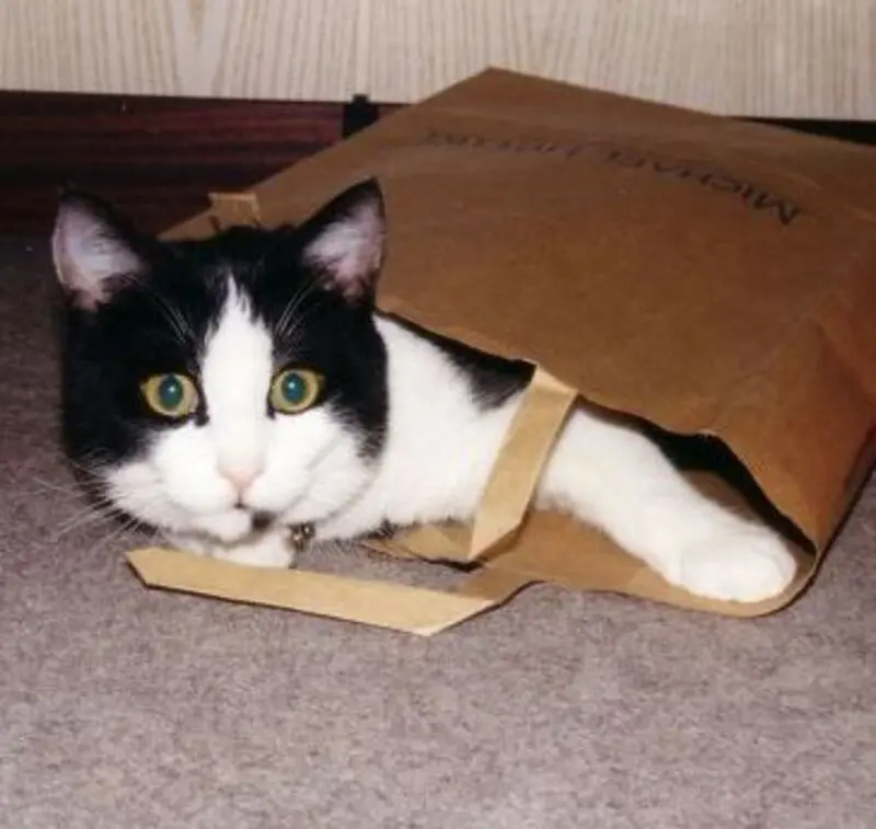 Condolence image of Elisabeth mit Marple