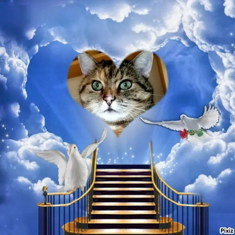 Condolence image of Tanja mit Timmy im Herzen 