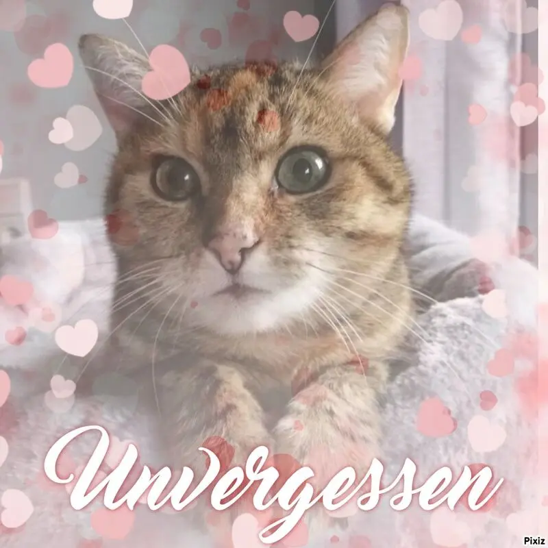 Condolence image of Sternchenpost ⭐