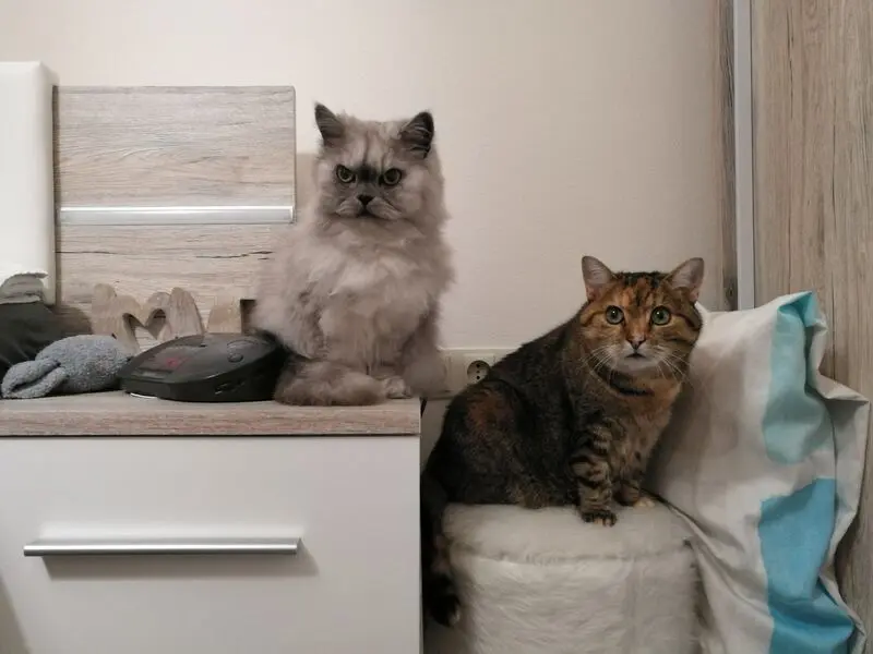 Condolence image of für mein unvergessenes Engelchen Pauline ♥️