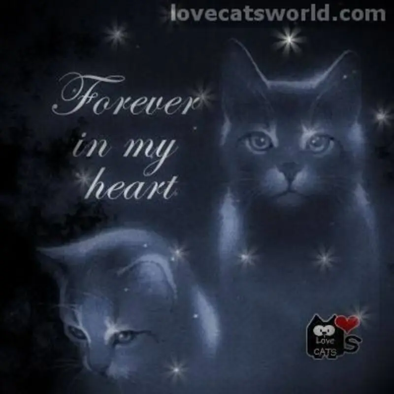 Condolence image of Für das kleine Sternchen Paulinchen ❤️