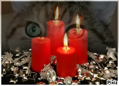 Condolence image of Tanja mit Timmy im Herzen 