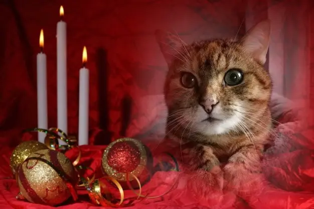 Condolence image of Patricia mit Bunny 