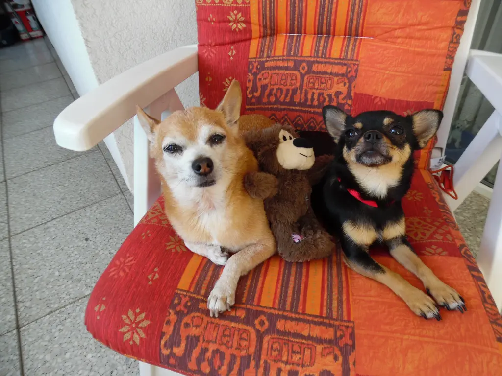 Condolence image of Irene mit Seelenhund * Jimmy * ganz tief im Herzen