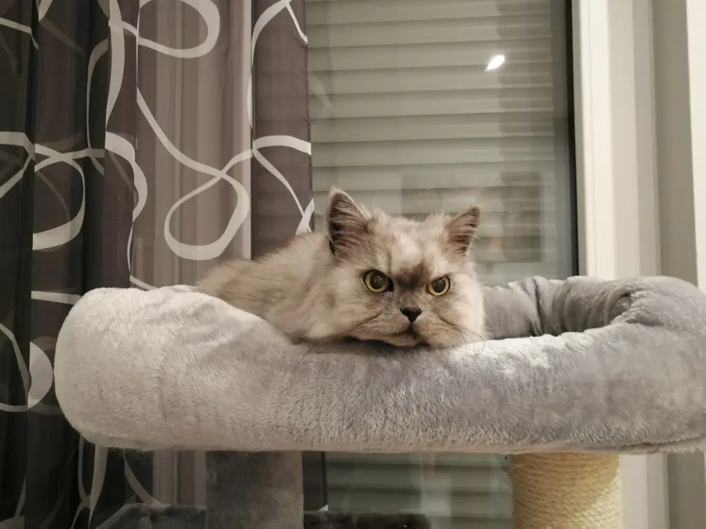 Condolence image of Daniela für mein geliebtes Engelchen Pauline ♥️