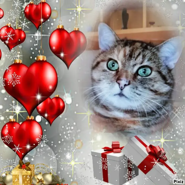 Condolence image of Für das Sternchen Paulinchen ❤️