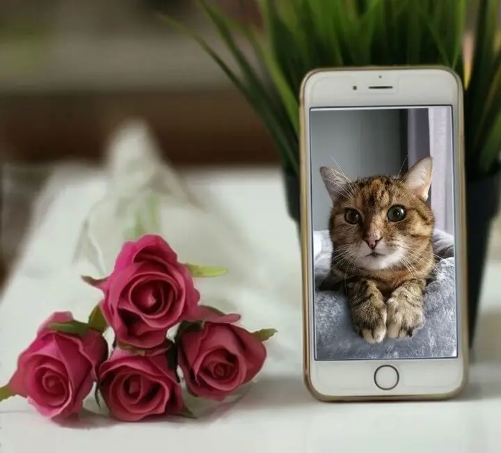 Condolence image of Sternchenpost ⭐