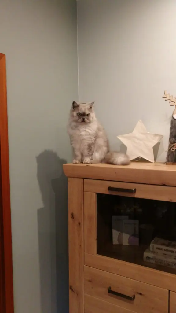 Condolence image of Daniela für mein Engelchen Pauline ♥️