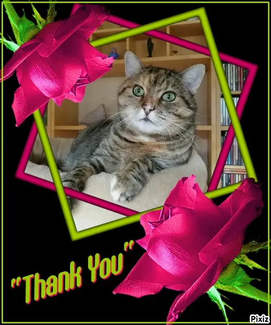 Condolence image of Post von Timmys Mutti Tanja an Prinzessin Pauline und Mama Daniela 