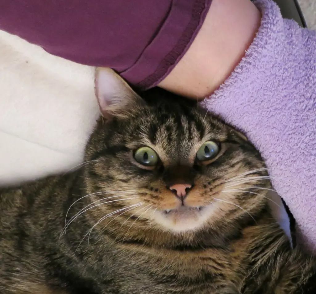 Condolence image of Carmen mit den Sternchen Ravi und Zausel