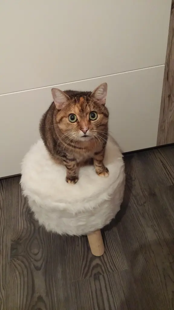 Condolence image of Daniela für mein Sternenkind ♥️