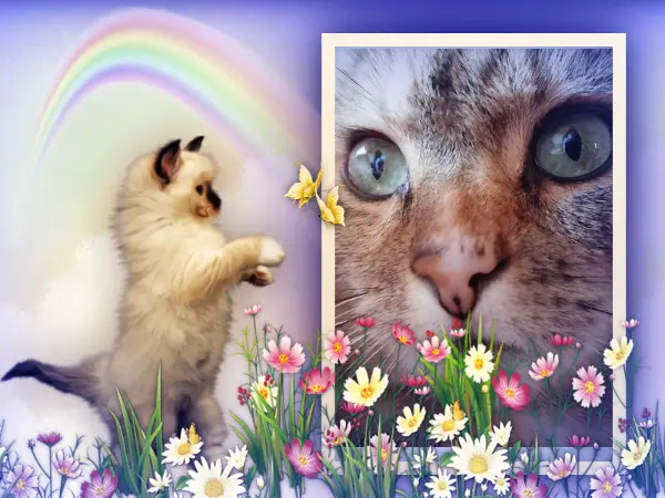 Condolence image of Carmen mit den Sternchen Ravi und Zausel