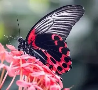 Condolence image of Marple an Pauline 