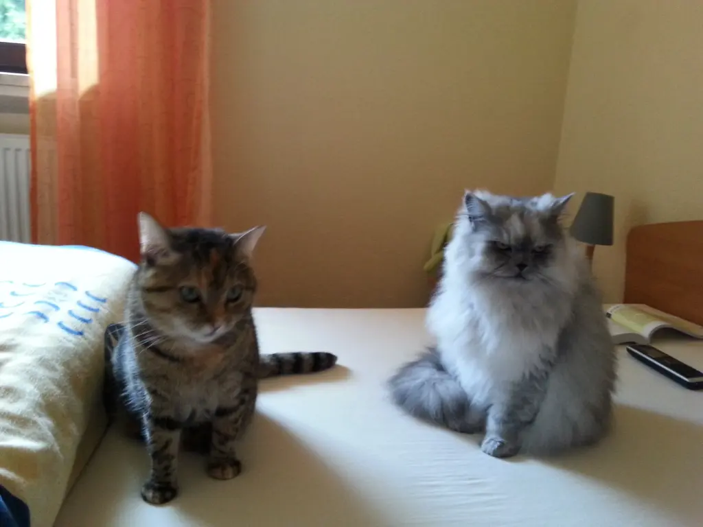 Condolence image of Pauline für Leonie ❤️ aus dem Regenbogenland