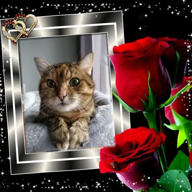 Condolence image of Sternchenpost ⭐