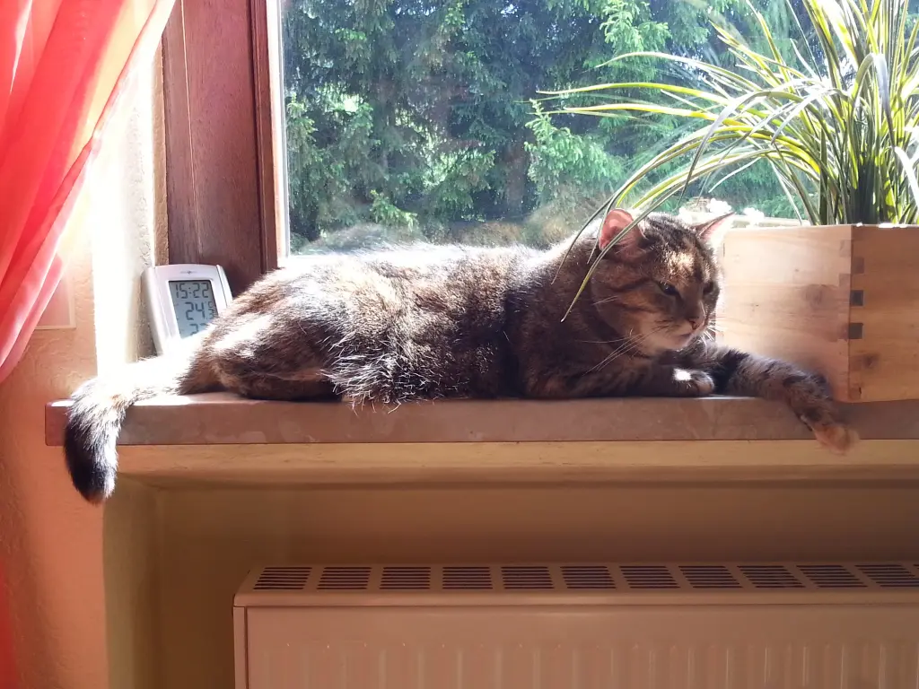 Condolence image of Daniela für meinen Engel ❤️