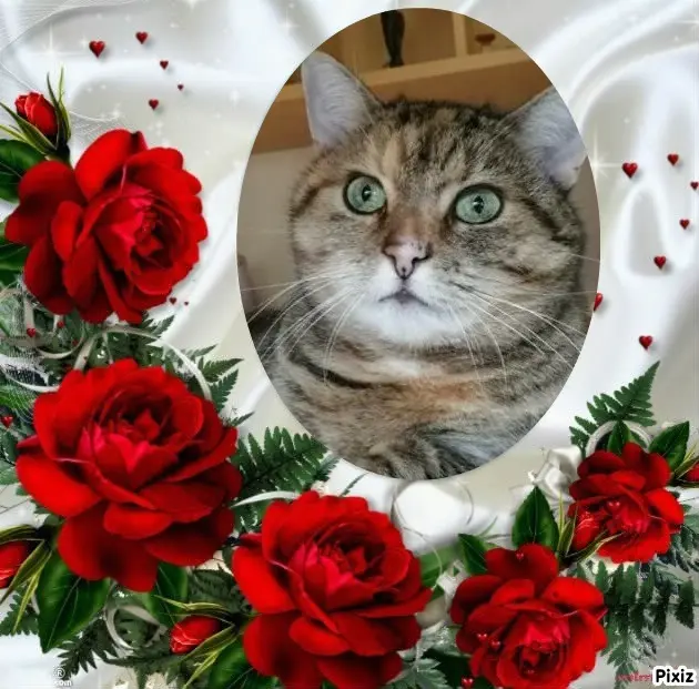 Condolence image of Tanja mit Timmy im Herzen 