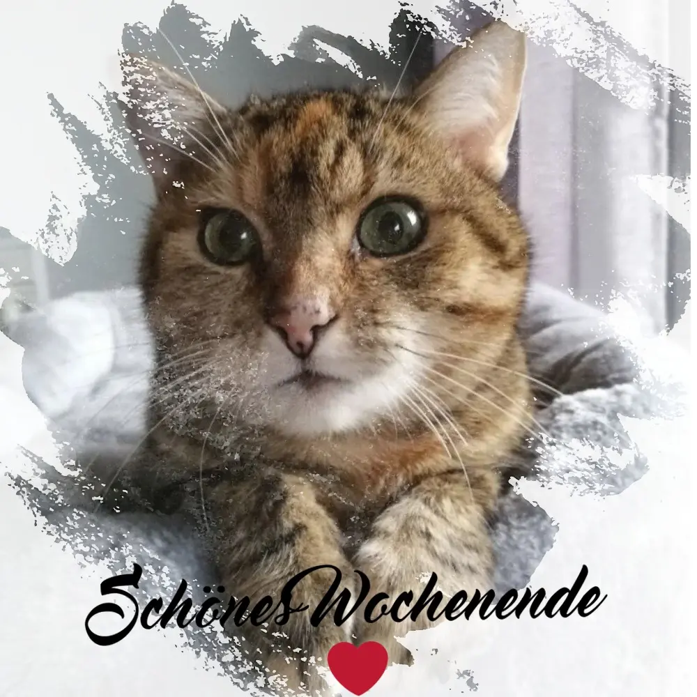 Condolence image of Patricia mit Bunny 