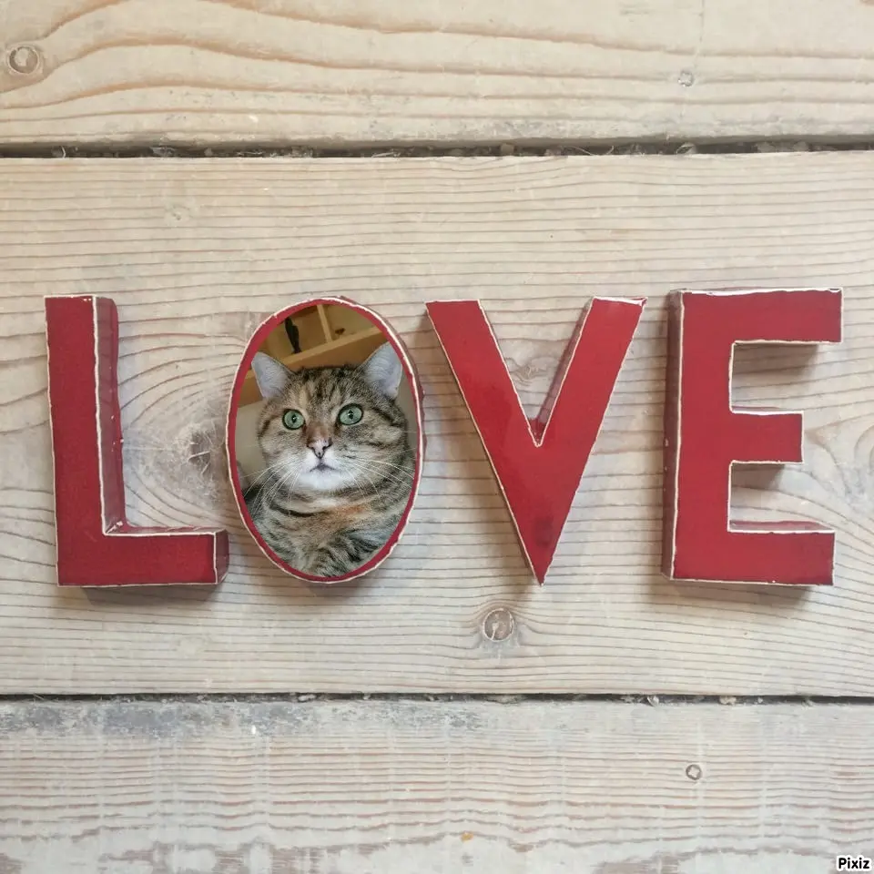 Condolence image of Tanja mit Timmy im Herzen 