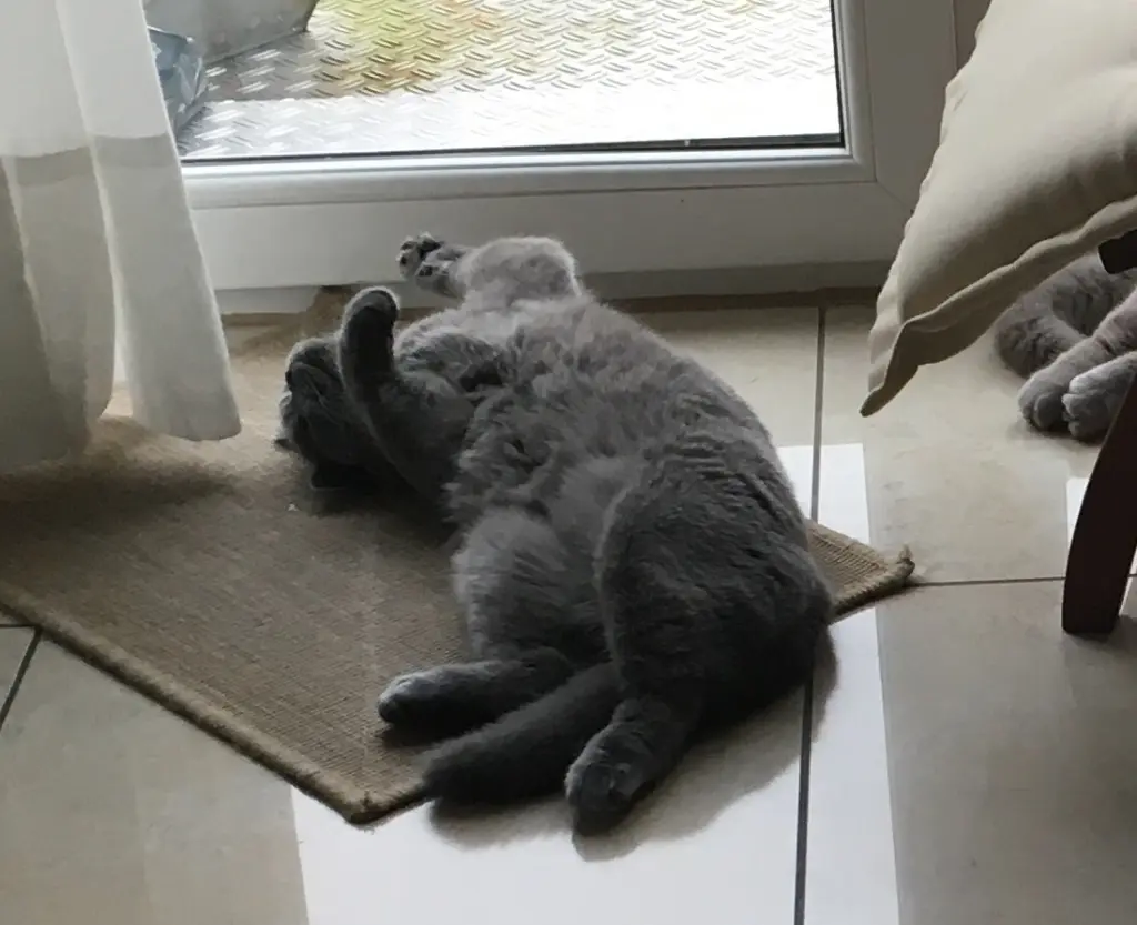 Condolence image of Sonja mit Emma