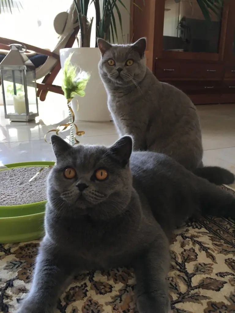 Condolence image of Sonja mit Benny und Emma