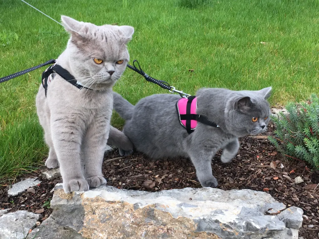 Condolence image of Sonja mit Benny und Emma im Herzen