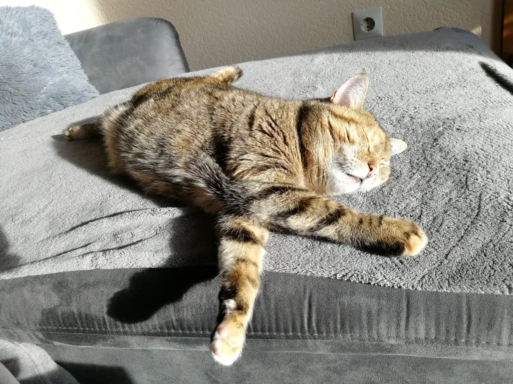 Condolence image of Daniela für mein Sternenkind Pauline ♥️