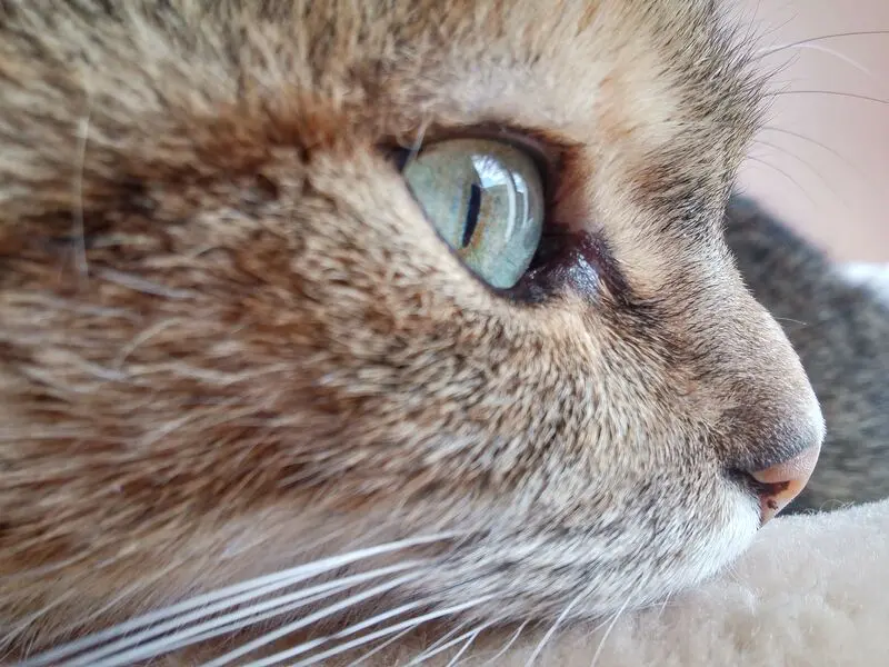 Condolence image of Daniela für mein geliebtes Engelchen Pauline ♥️