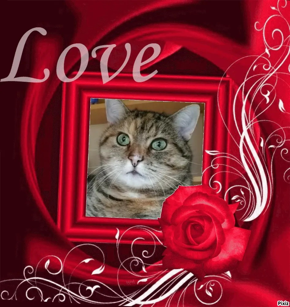 Condolence image of Post von Timmys Mutti Tanja an Prinzessin Pauline und Mama Daniela 