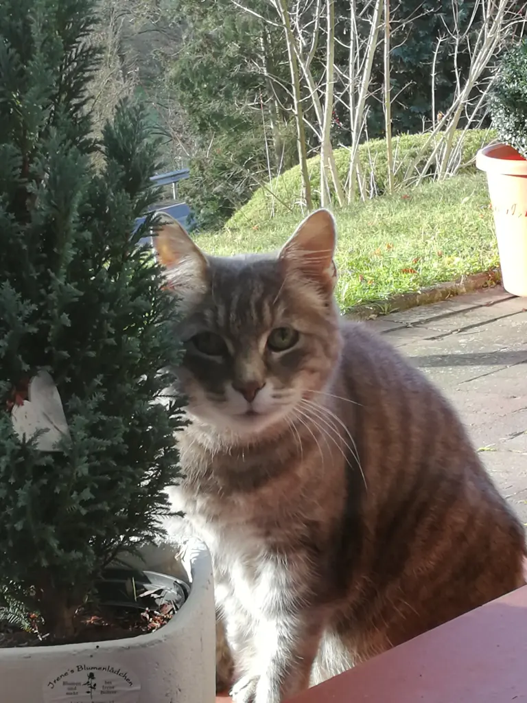 Condolence image of Daniela für mein geliebtes Engelchen Pauline ♥️