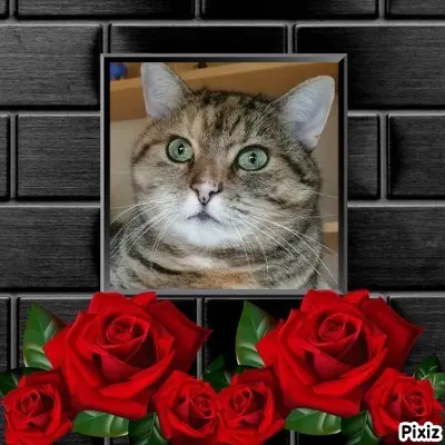 Condolence image of Tanja mit Timmy im Herzen 